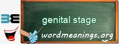 WordMeaning blackboard for genital stage